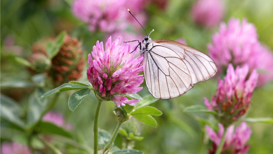 Nahaufnahme von Rotklee. Auf einer Blüte sitzt ein Schmetterling.